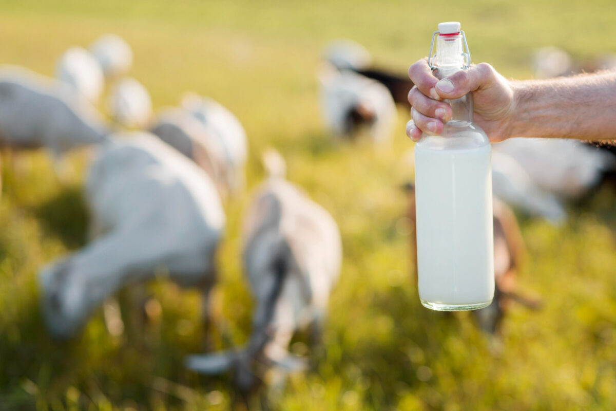 Farm Fresh Buffalo Milk