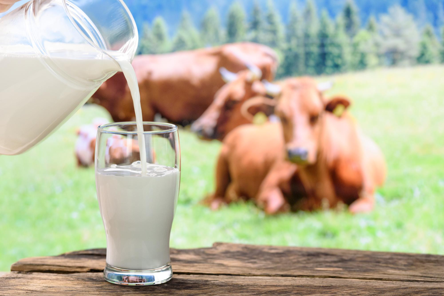 A2 milk